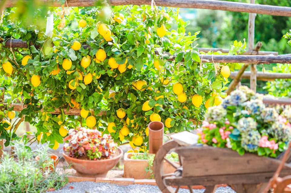 sentiero dei limoni amalfi coast