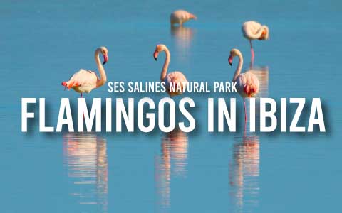 flamingos ibiza ses salinas my rental homes