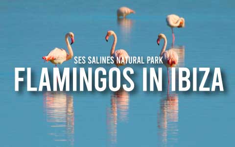 flamingos ibiza ses salinas my rental homes