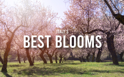 The most beautiful blooms in Italy