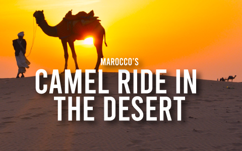 A Guide For Planning A Luxury Camel Ride in Marrakech