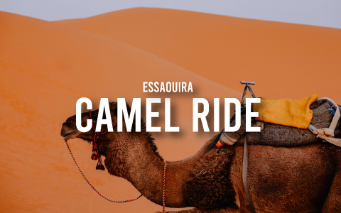 How To Plan A Camel Ride from Essaouira